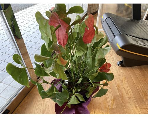 観葉植物