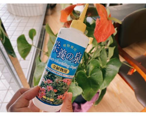 観葉植物