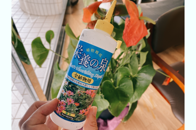 観葉植物