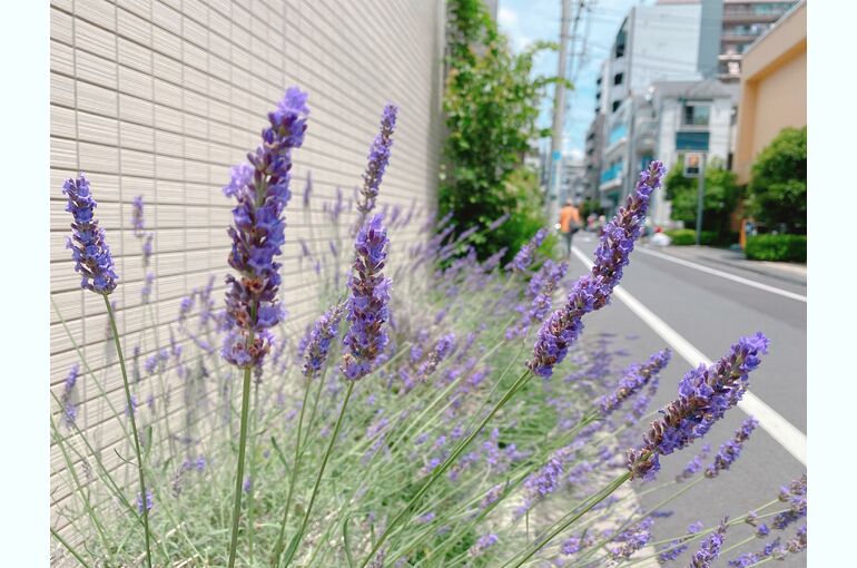 ラベンダー